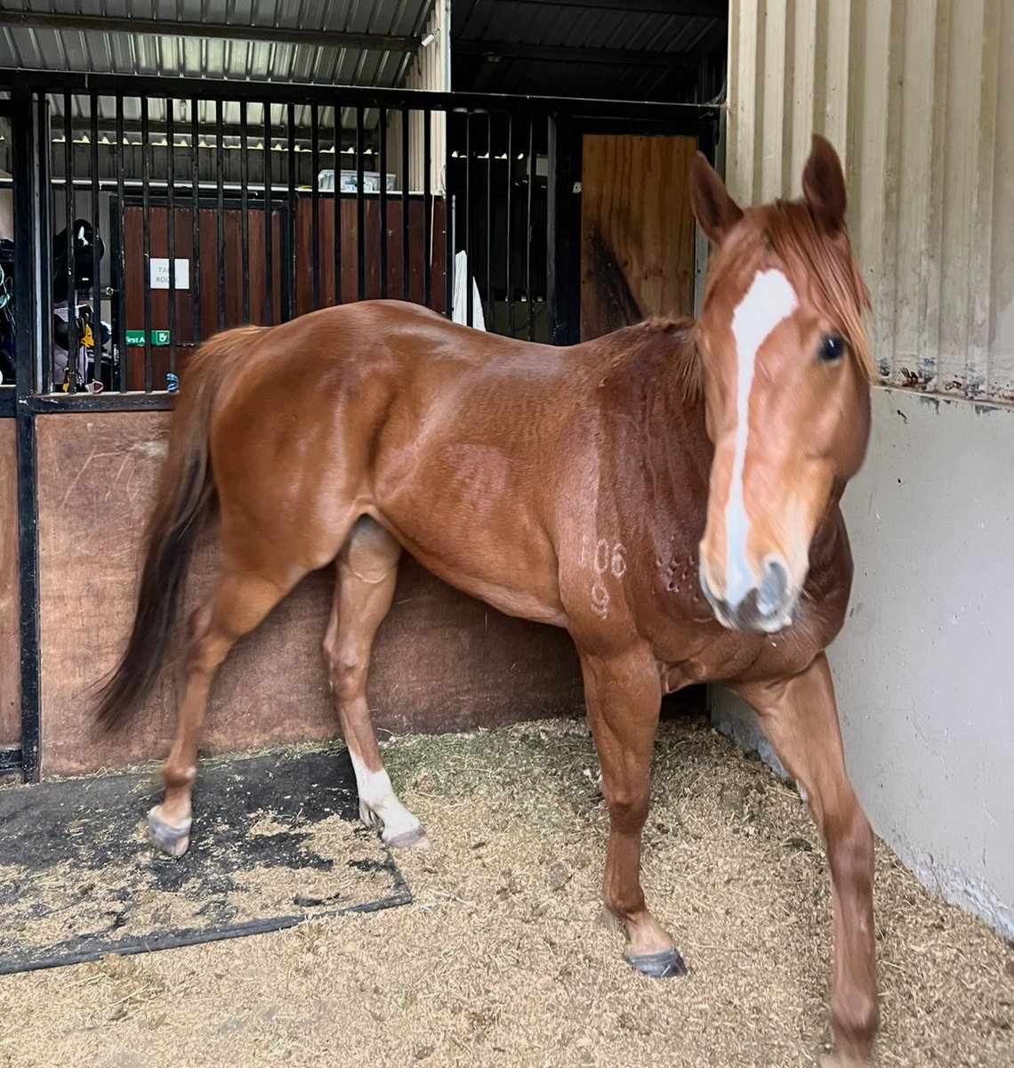 Lunar & Sunny 🐴 tweet media