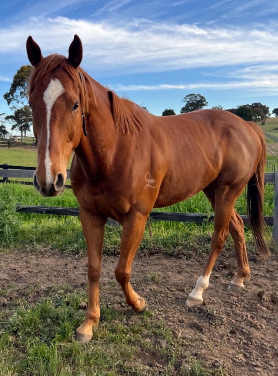 Lunar & Sunny 🐴 tweet media