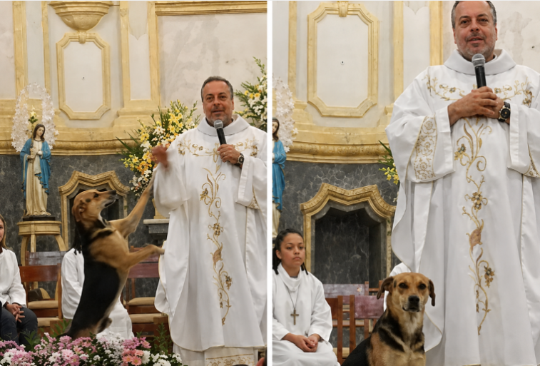 caalf01's tweet photo. Un cura brasileño rescata perros callejos, los cuida, los alimenta, los baña y en cada misa presenta a uno para su adopción. Con este método ha logrado que decenas de perros callejeros encuentren un hogar. https://t.co/FdFAH1s5ED