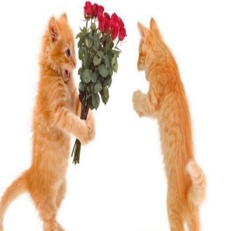Punch Cat tweet media