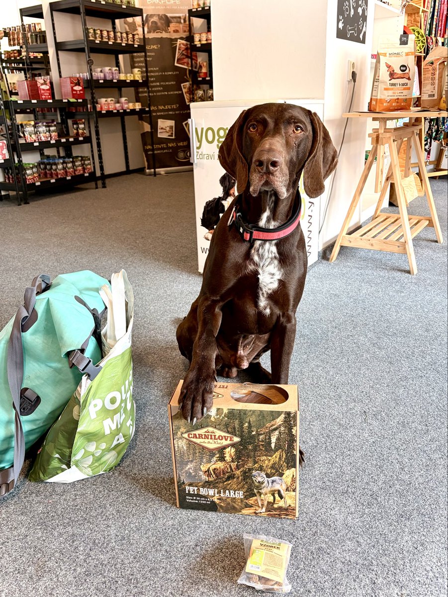 barflife's tweet photo. Dalším šťastlivcem, který byl obdarovaný miskou ke svému nákupu je náš dlouholetý, věrný požírač masa Willy 🐶🤩❤️ #barf #barflife #masopropsy #mraženémaso #raw #dog #fordogs https://t.co/34oYK4Ok55
