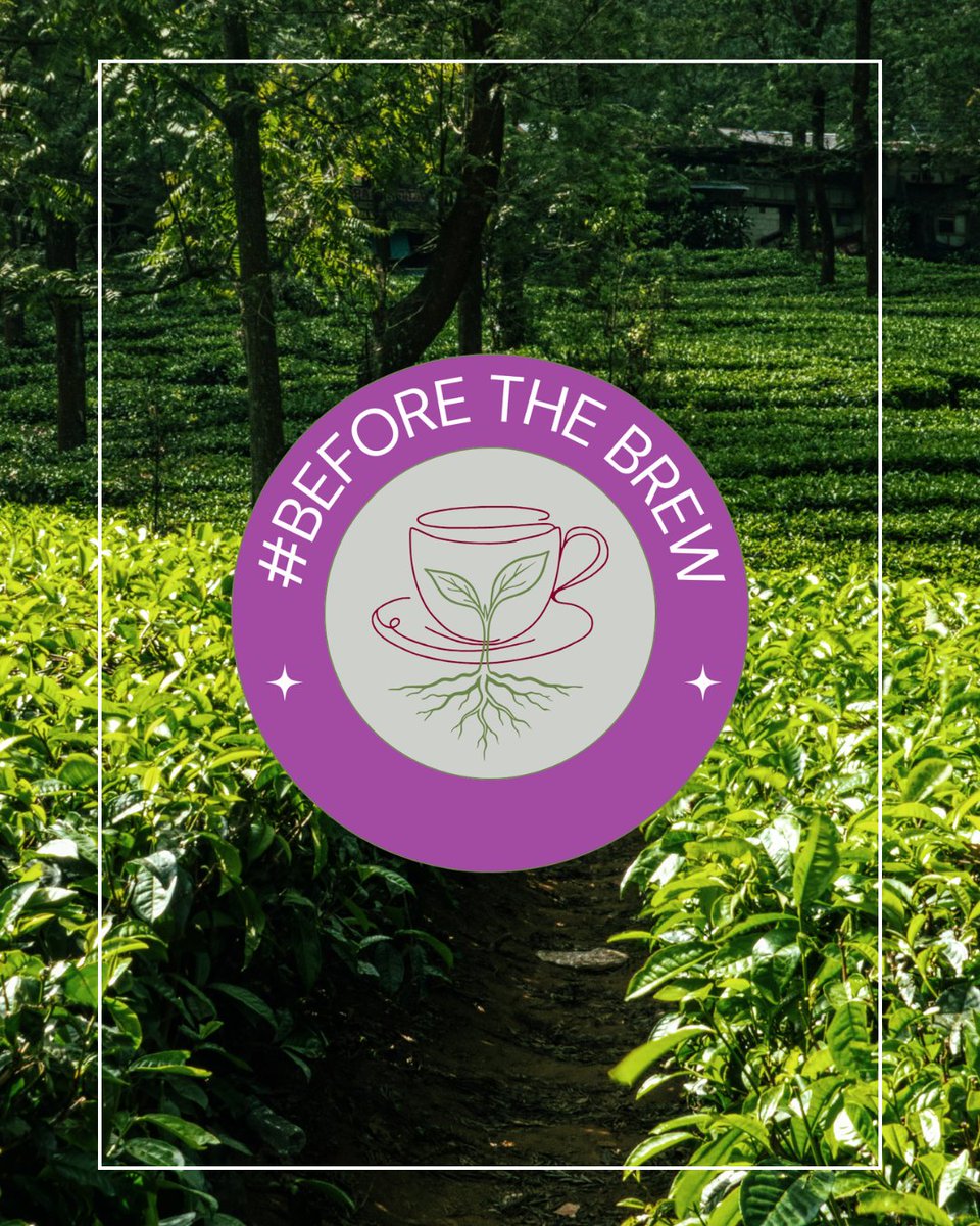 Tea & Herb Assoc Canada tweet media