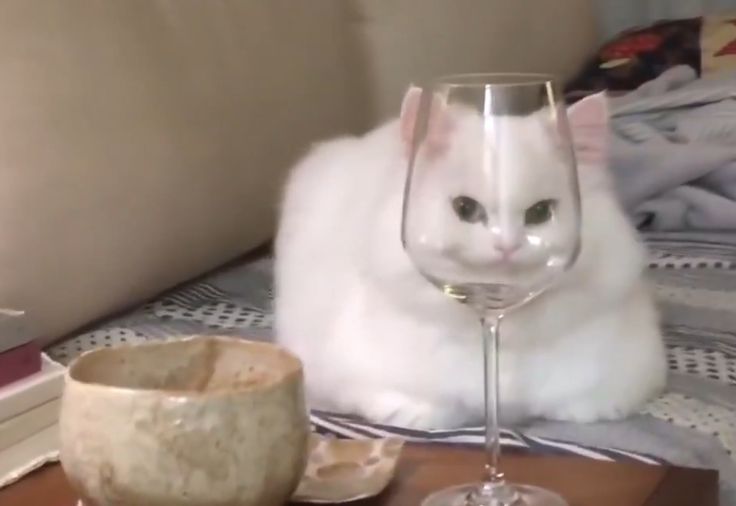 ☽ Ꮪtray ☼ tweet media