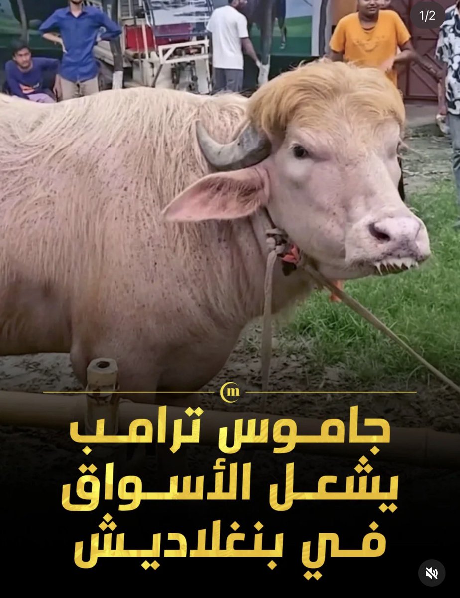 abdulrahman tweet media