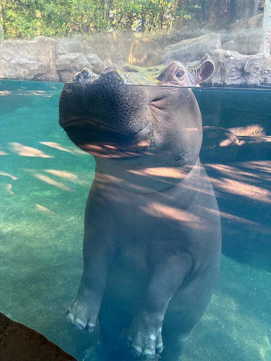 Cincinnati Zoo tweet media