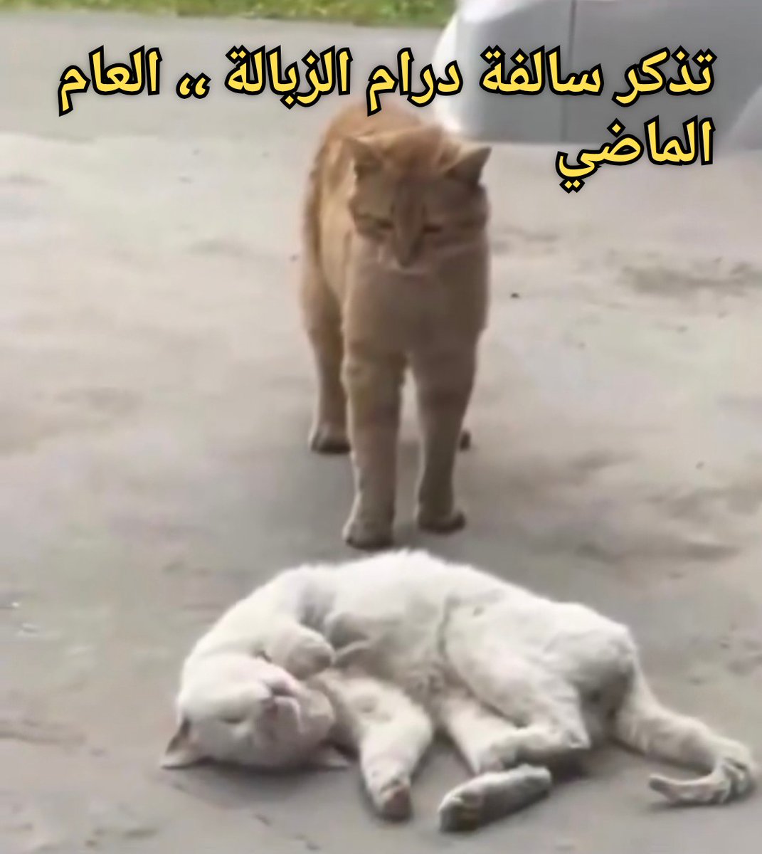 ･ﾟ✧♛ سالم ♛✧･ﾟ tweet media
