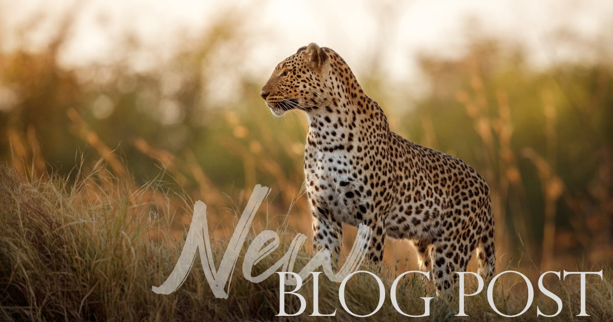 Houston Safari Club Foundation tweet media