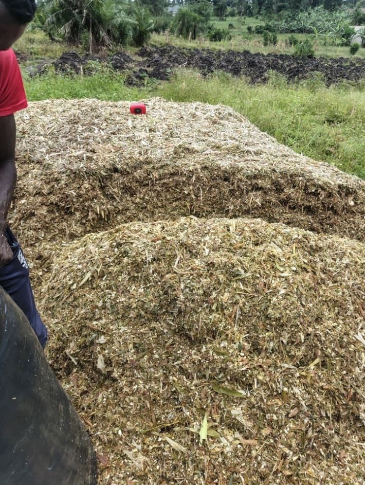 Haider feeds and pastures tweet media