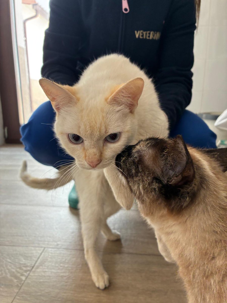 Nei Nei 🐱 De la colonia tweet media