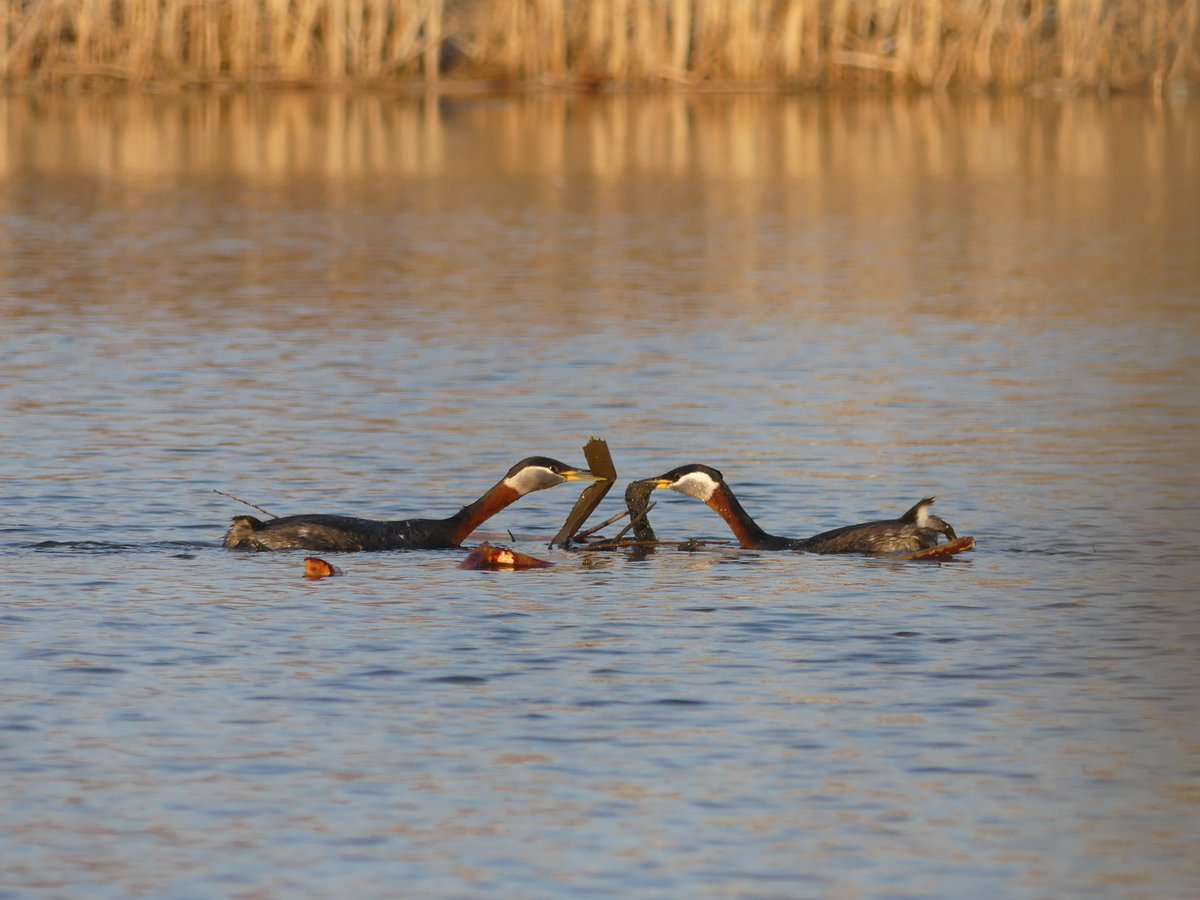 Credit Valley Conservation tweet media