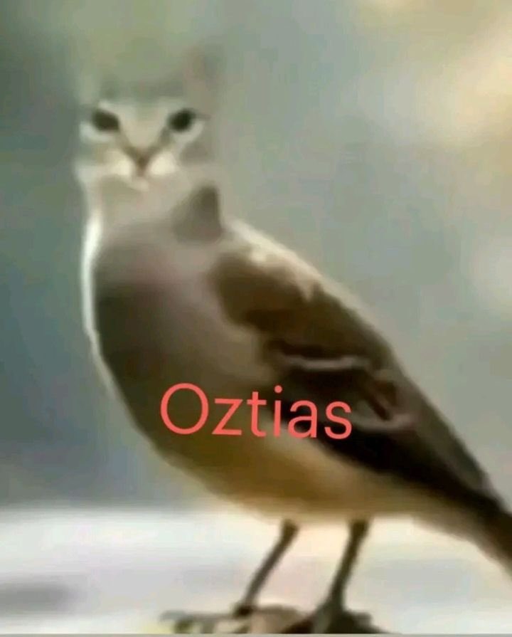 Christoloco2's tweet photo. @IxchelNova Ojalá y se te cumpla chaval. Bonitos zapatos https://t.co/OAB3PYqAmA