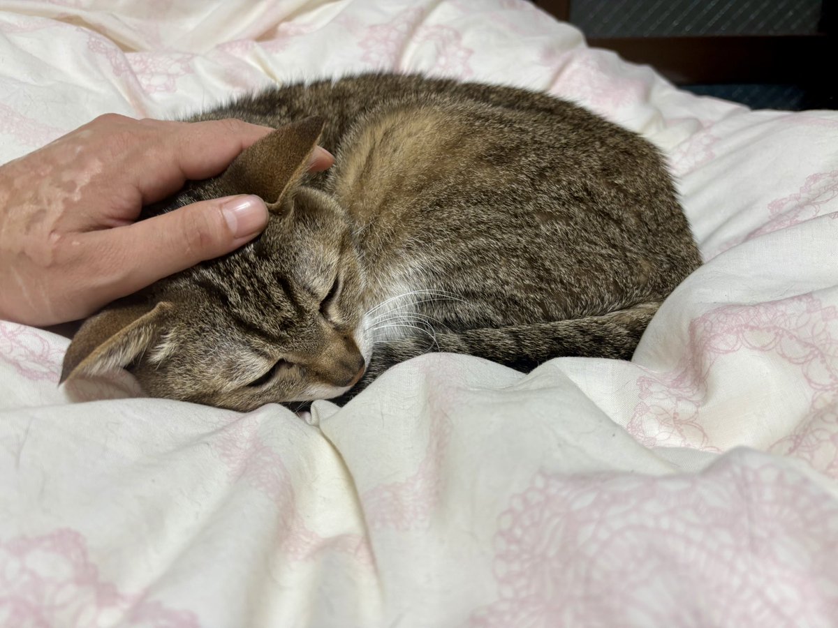 ちょこんと寝てる姿もかわいい♡ #今日のベジータ #猫 #ネコ #ねこ #猫