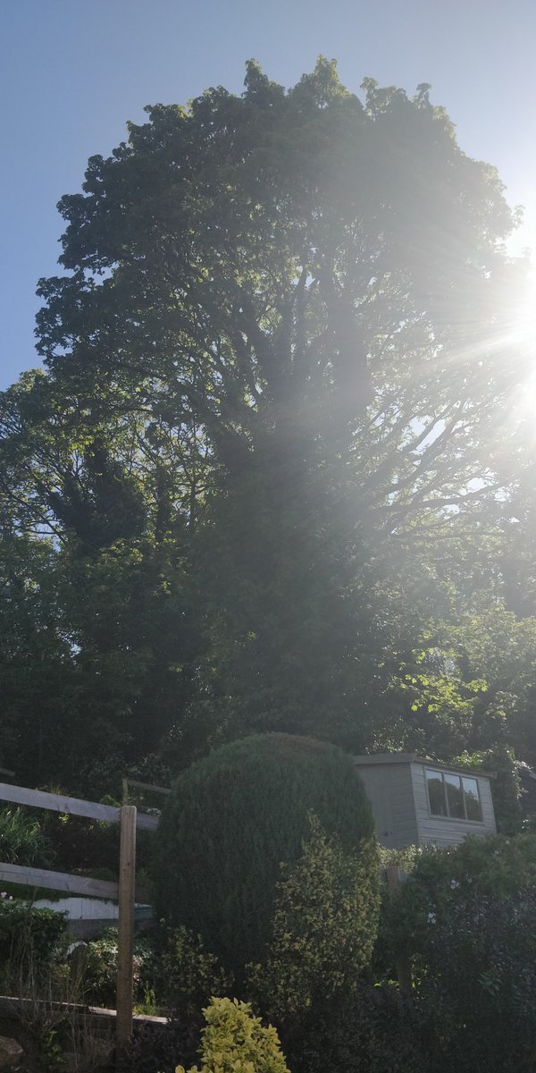 Tidy_Trees's tweet photo. A massive Maple in Mapperly Nottingham, Just a good old dead wood in this beauty and the assessment from our climber was that it was in exceptional health (apart from the ivy that we advised our customer on) 😇 #TidyTrees #Nottingham https://t.co/Q95KXGd6hh