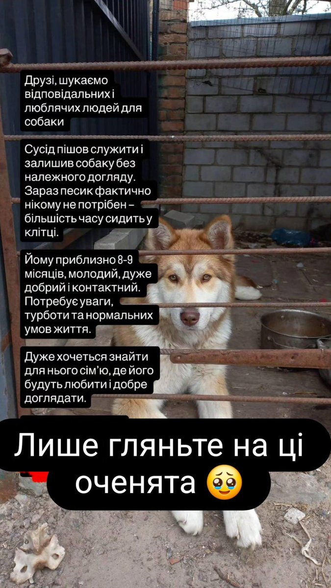 Razordeep's tweet photo. 🐺 Друзі, шукаємо відповідальних і люблячих людей для собаки 
Сусід пішов служити і залишив собаку без належного догляду. Зараз песик фактично нікому не потрібен — більшість часу сидить у клітці.
Йому приблизно 8–9 місяців.
Дуже хочеться знайти для нього сім’ю, контакти у дм https://t.co/4J4fp1jbaB