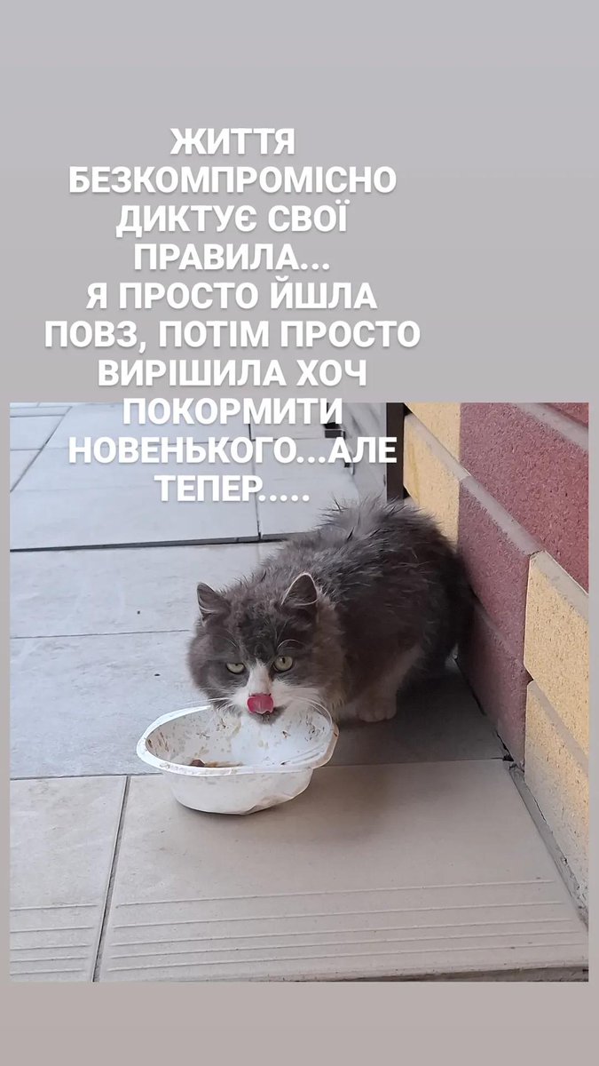 Ксюрик з Березівки (домашній прихисток 54 хвостам) tweet media