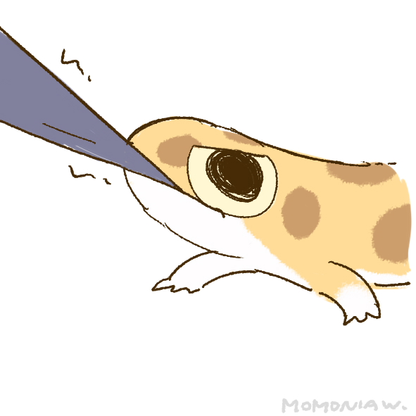 momoniaw's tweet photo. 各種🦎 https://t.co/YVRdk5PHzt