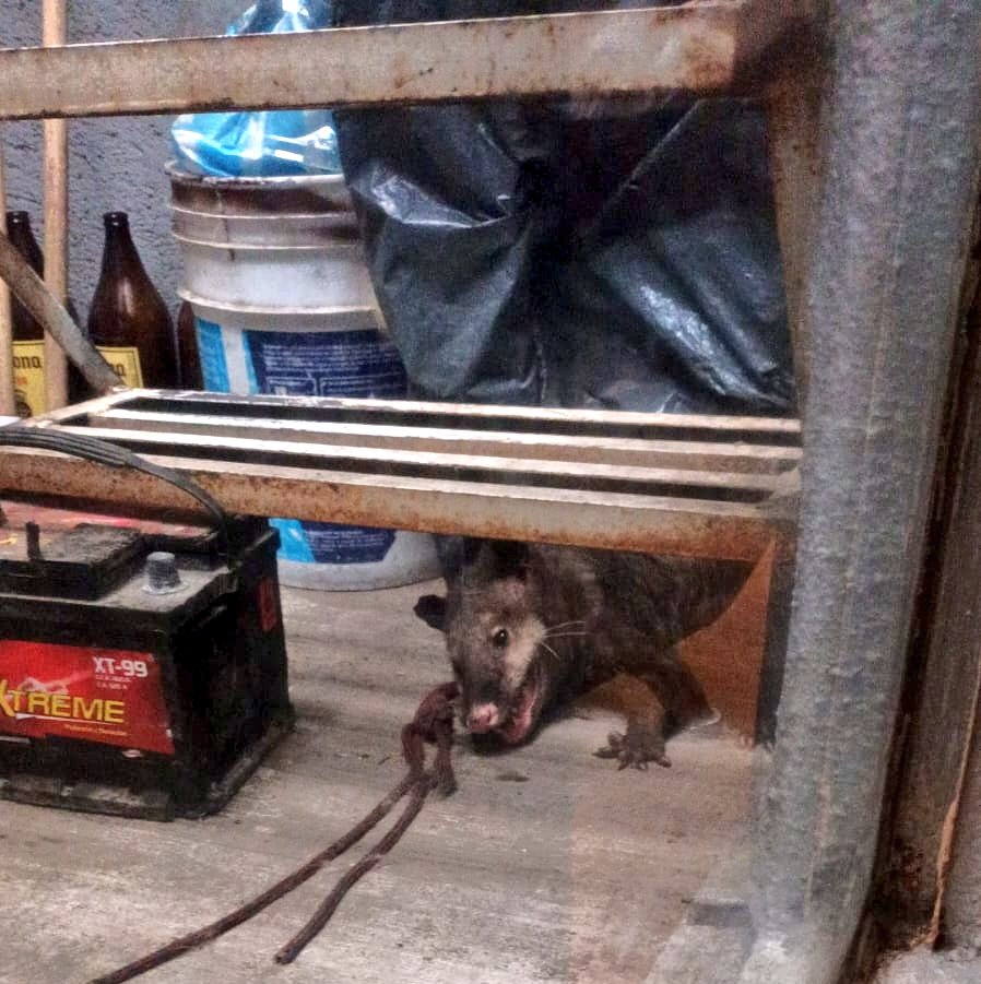 Viquez, la de los perritos 🐾🐕 tweet media