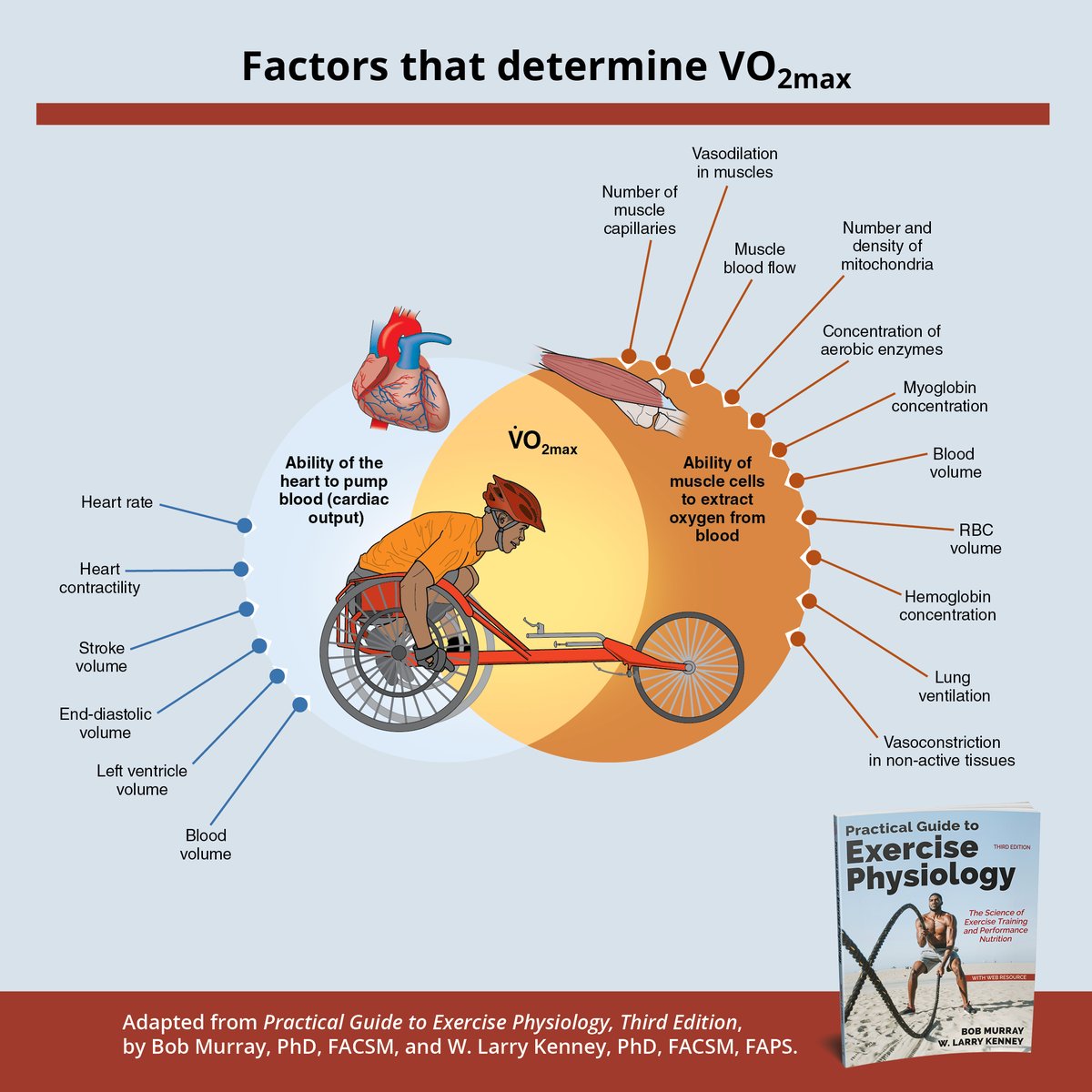Human Kinetics tweet media
