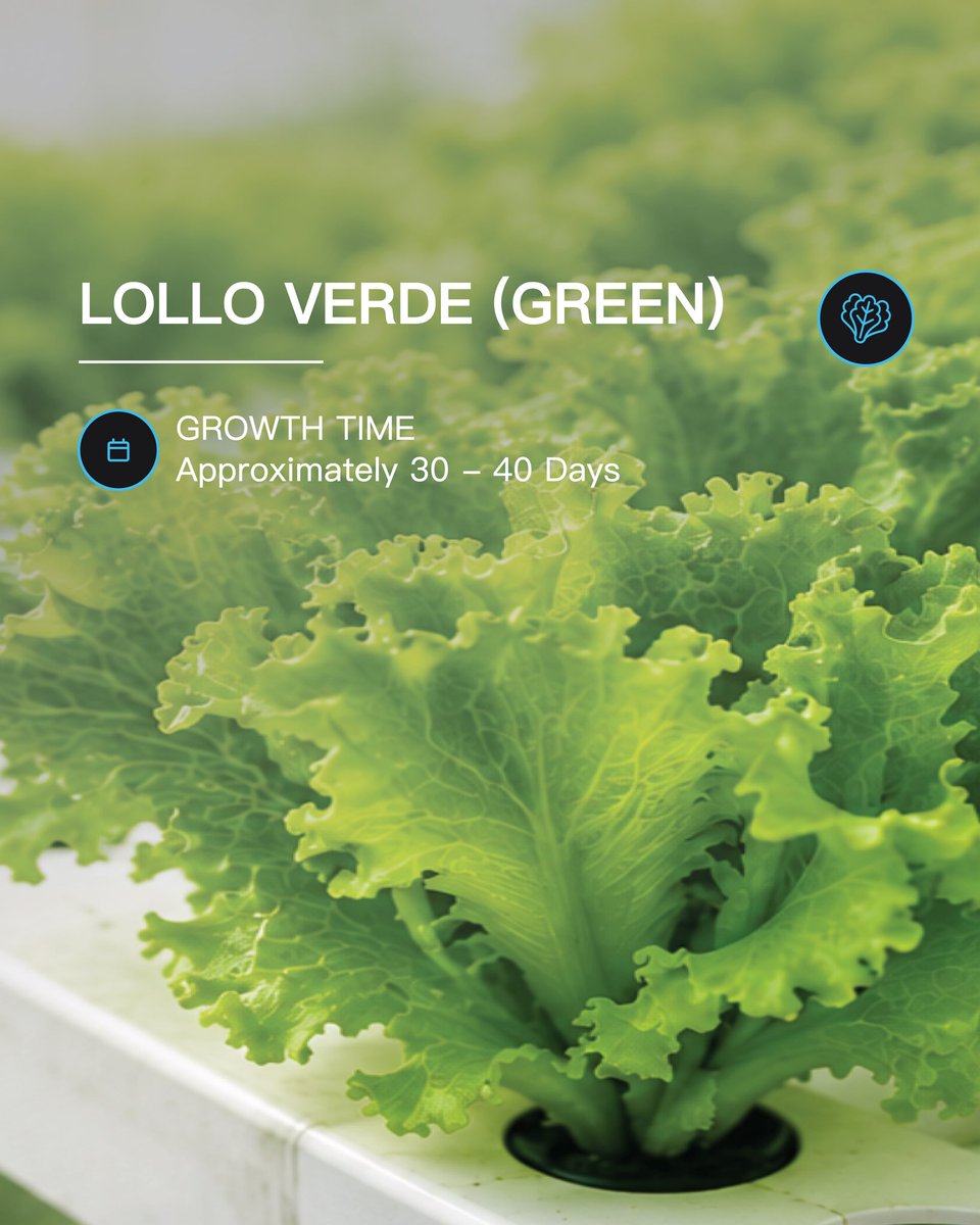 skillshousexyz's tweet photo. Check out what we grow in our hydroponic greenhouse 🌱

#skillshouse #greenhouse #hydroponicfarming #iraq #austria https://t.co/EQ4dc6awPs