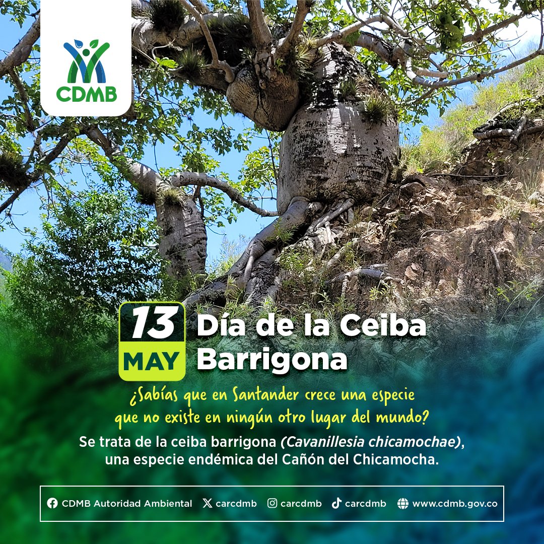 CARCDMB's tweet photo. En el corazón del Cañón del Chicamocha habita una especie única: la ceiba barrigona (Cavanillesia chicamochae). 🌳
Desde la CDMB trabajamos por la protección de la biodiversidad y la preservación de los ecosistemas estratégicos de Santander. 💚
#CDMB #DíaDeLaCeibaBarrigona https://t.co/S5GryNPZwV