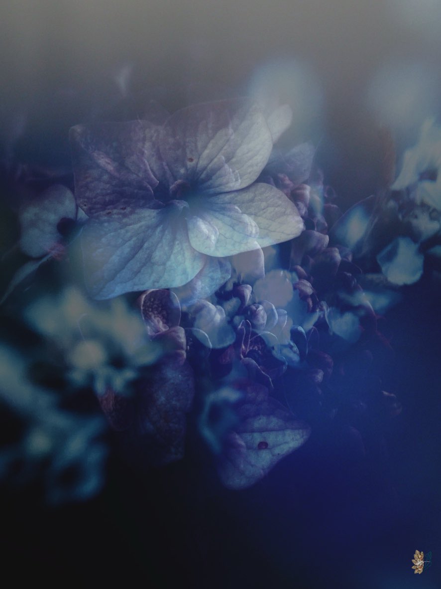 🌿𝔈𝔩𝔣𝔢𝔞𝔯𝔰𝔣𝔬𝔵𝔰𝔬𝔵🌿 tweet media