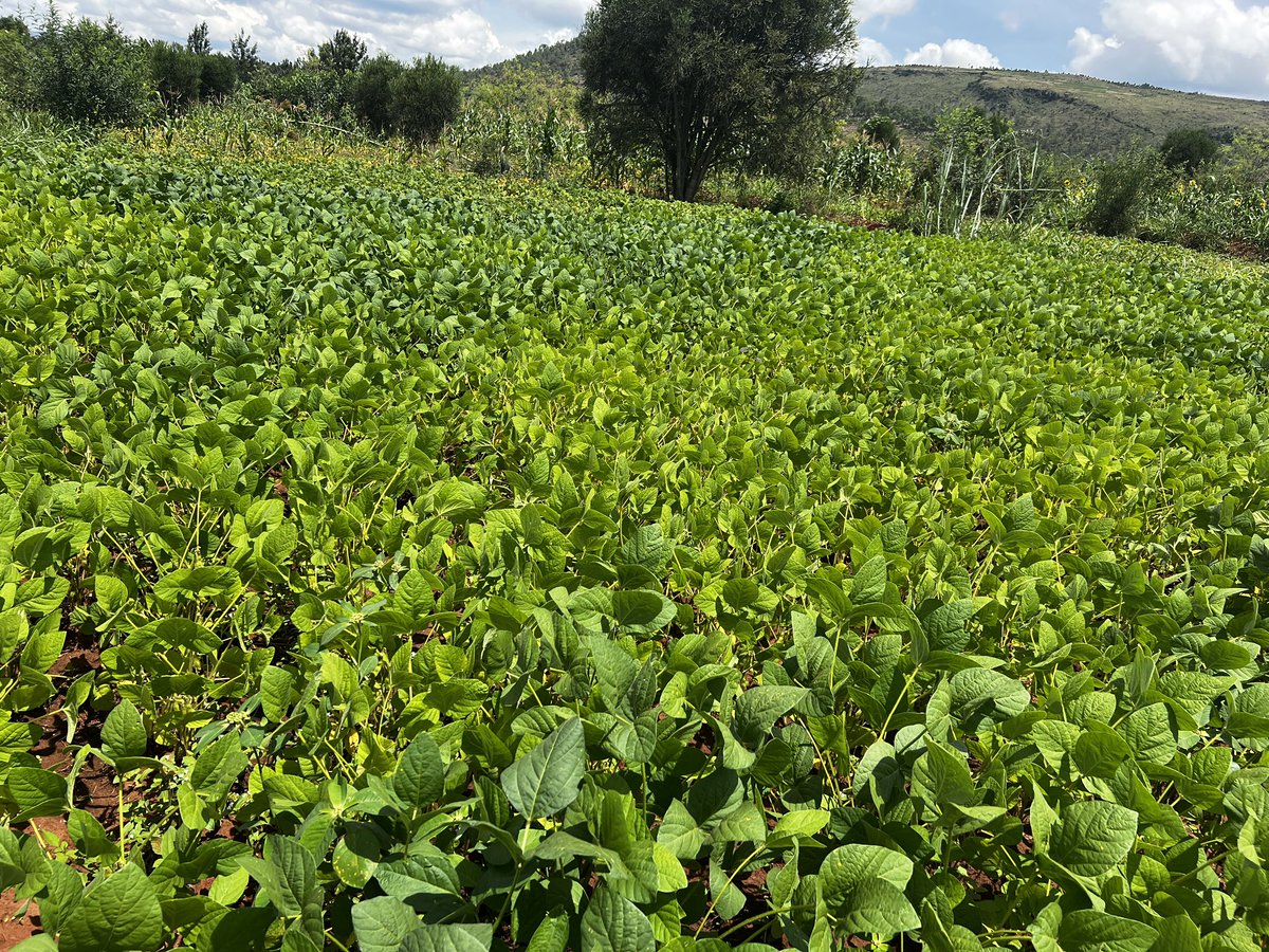Agronomme_'s tweet photo. Soybeans is one of the most powerful crops that many people still underrate https://t.co/ON0EhHAKRP
