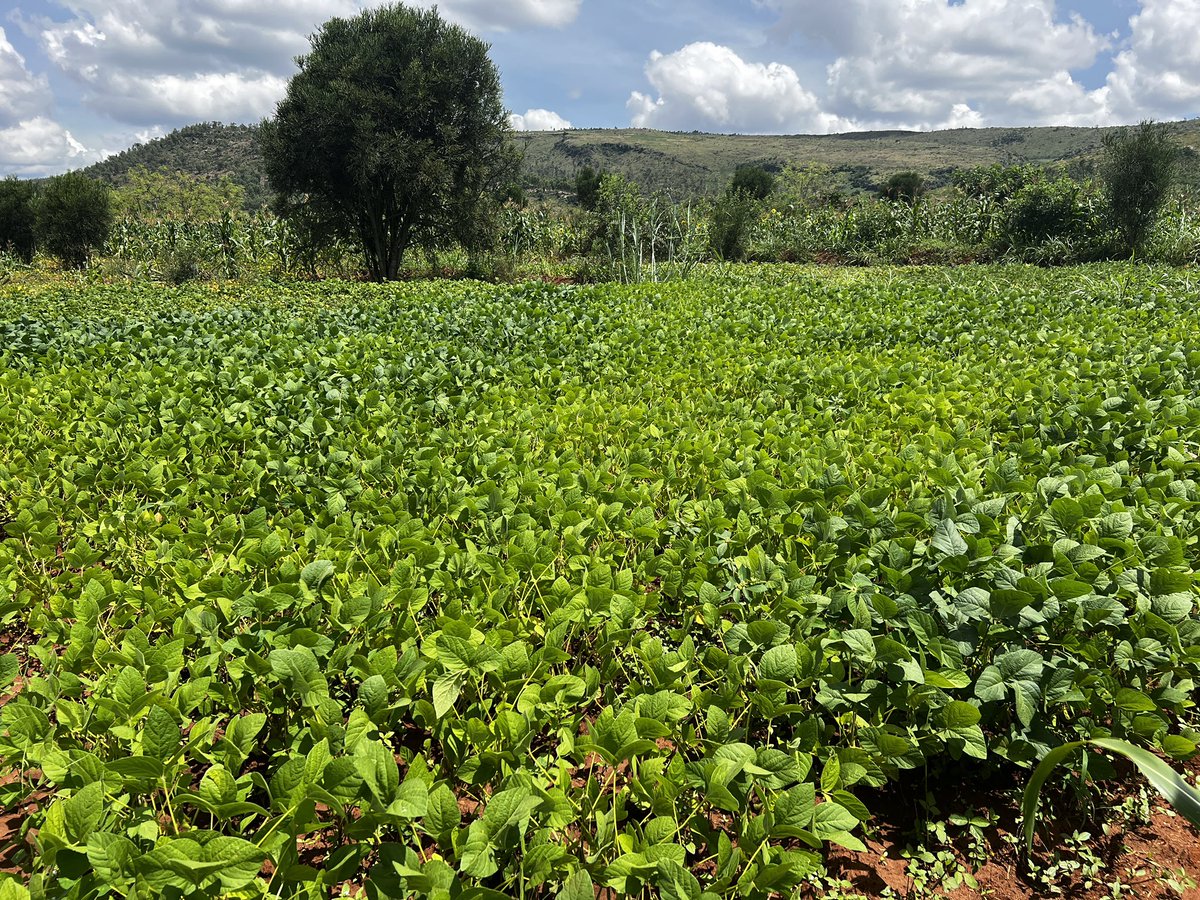 Agronomme_'s tweet photo. Soybeans is one of the most powerful crops that many people still underrate https://t.co/ON0EhHAKRP