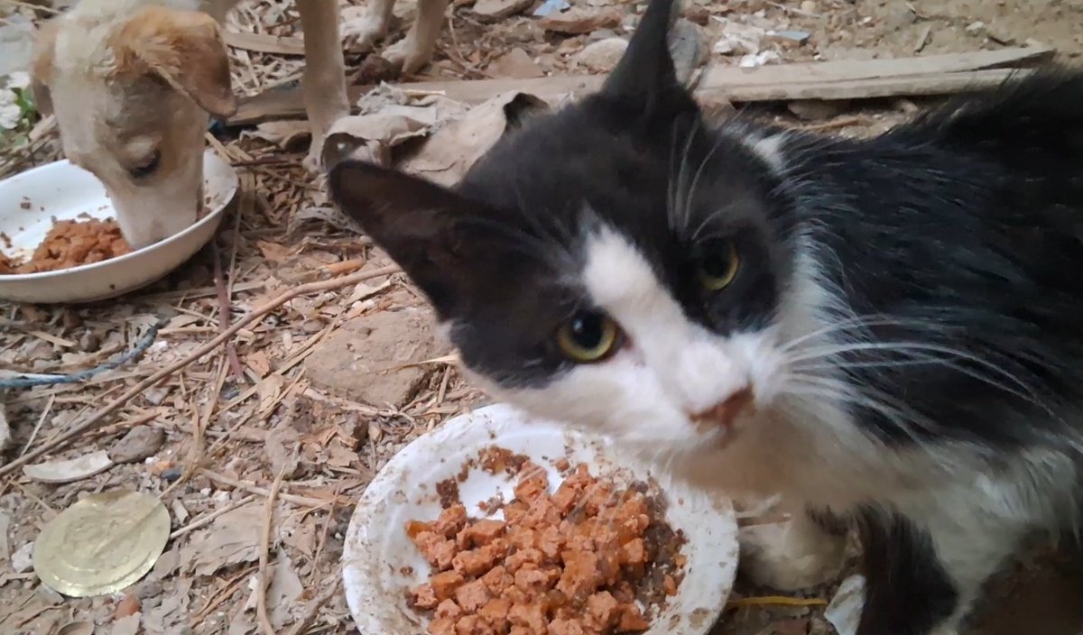 Animal Friends Shelter tweet media