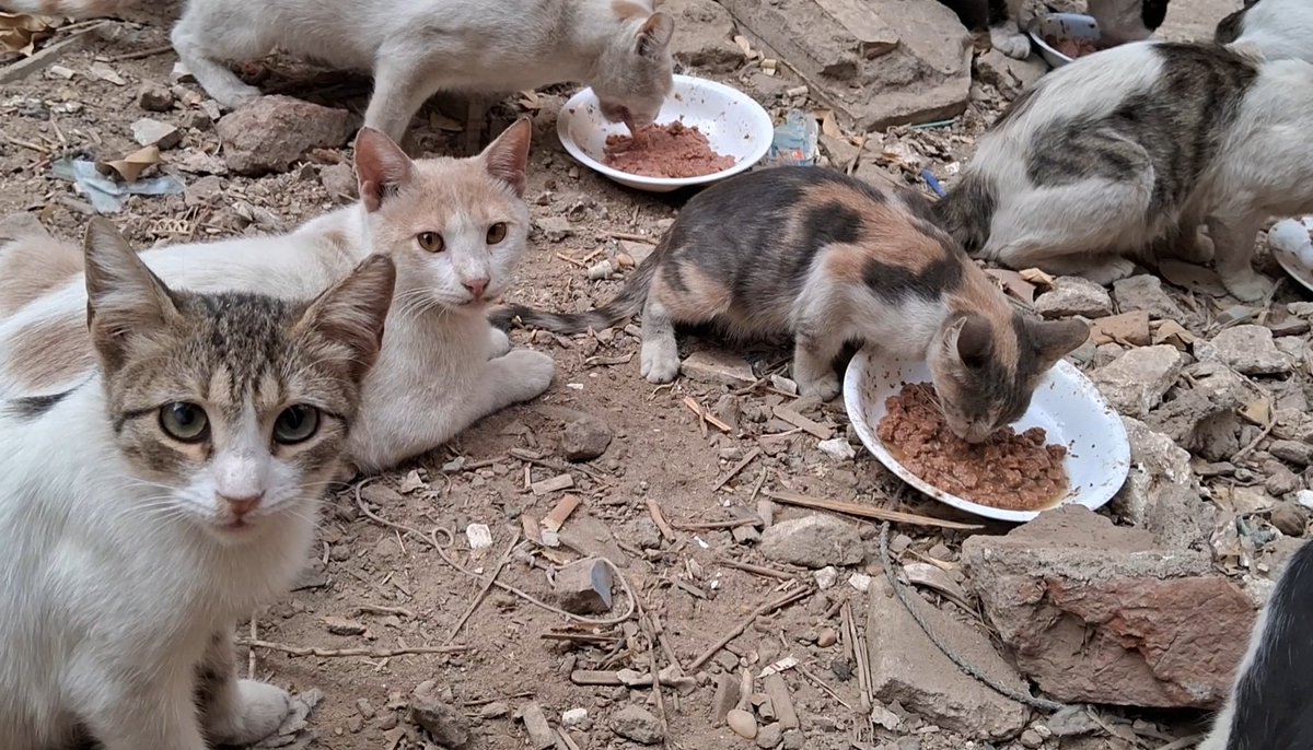 Animal Friends Shelter tweet media