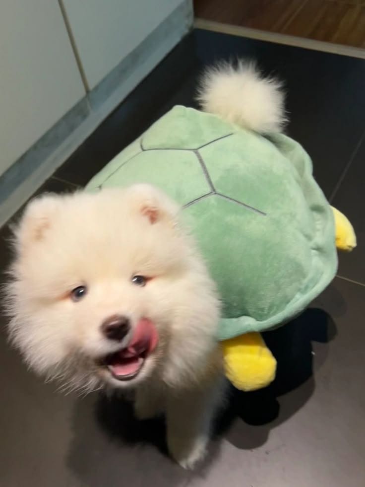 puppies video tweet media