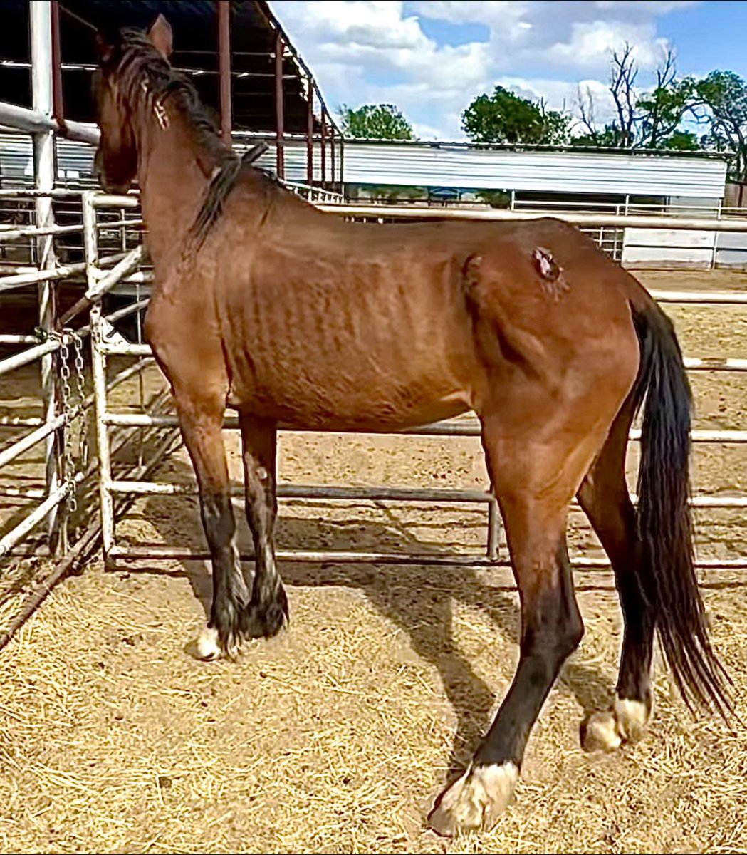Salvation Wild Mustang Sanctuary tweet media