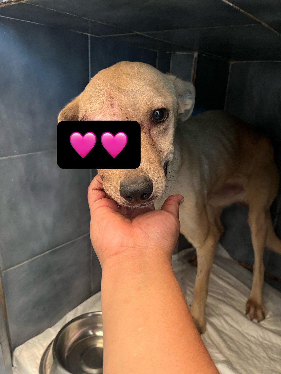 𝙷𝚎𝚕𝚊 𝙼𝚘𝚛𝚎 🐶 tweet media