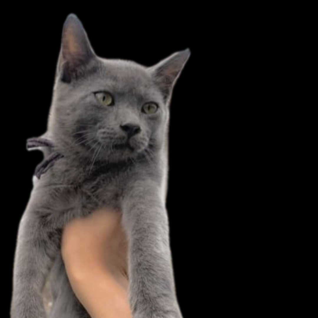 PASRAH CAT tweet media