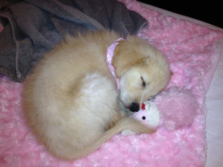 puppies video tweet media