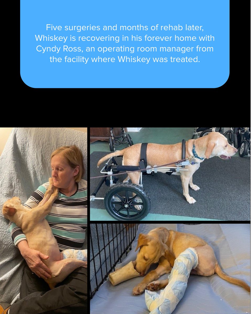 Arthrex Vet Systems tweet media