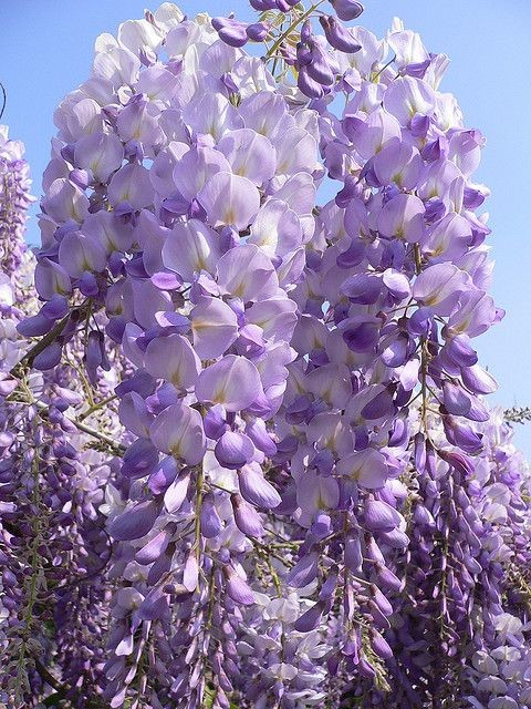 LoreleiWisteria's tweet photo. Vtuber vs. Favorite Flower! 
°❀⋆.ೃ࿔*:･°❀⋆.ೃ࿔*:･
💜Forever in love with Wisteria~ 💜
°❀⋆.ೃ࿔*:･°❀⋆.ೃ࿔*:･ https://t.co/XjqRJtpLPB