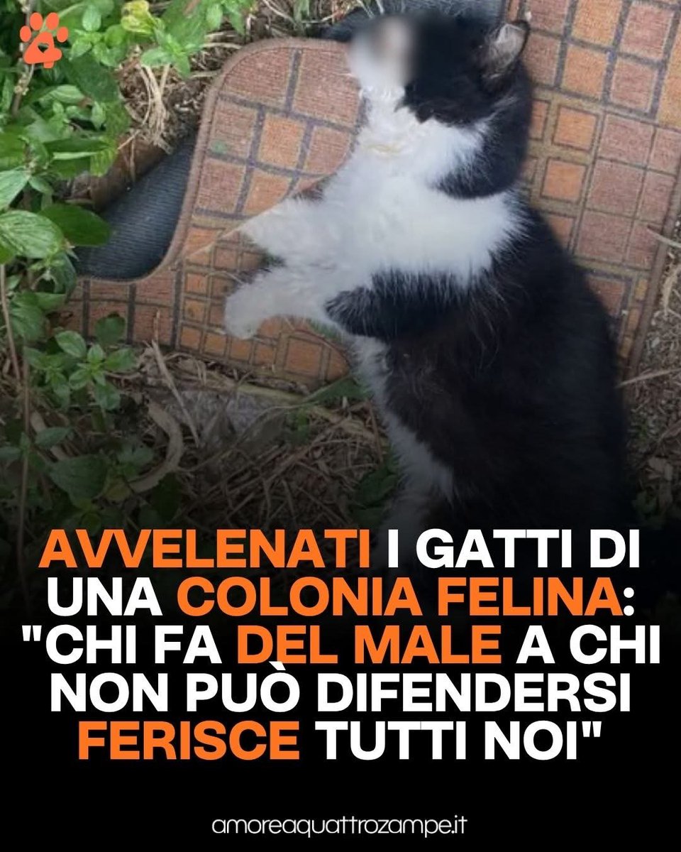 AmoreAQuattro Zampe tweet media