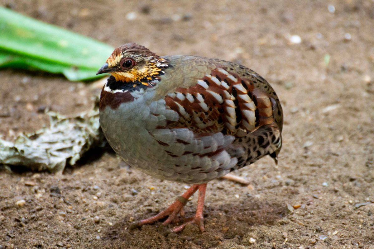 PhotoTjv's tweet photo. White-necklaced Partridge
(@zsllondonzoo, London November 2025)
#photography #animalphotgraphy #birdphotography #zoophotography #zoomphotography #zoo #animals #birds #aviary #Partridge #WhiteNecklacedPartridge #CollaredPartridge #ZSL #LondonZoo #London https://t.co/PpuerNe7wQ