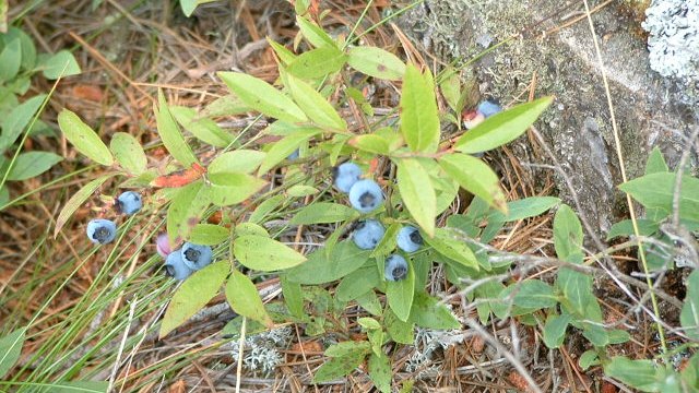 giveashitnature's tweet photo. The wild blueberry plants you’re foraging are probably older than your grandparents.

The visible stems only live a few decades, but the underground rhizome systems can be over 1,000 years old.

Maine’s wild blueberry barrens are among the oldest living organisms in North America. They're ancient clonal colonies that have slowly spread for centuries.

Next time you eat wild blueberries, you’re tasting something with serious generational staying power.