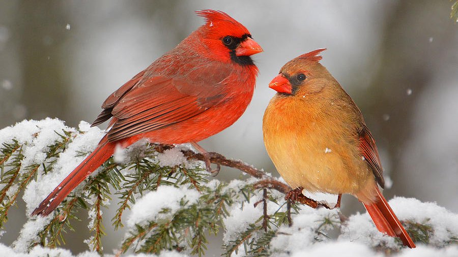Give A Shit About Nature tweet media