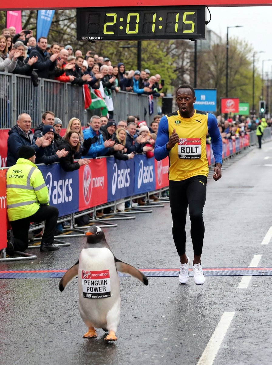 RUNNER PENGUIN tweet media