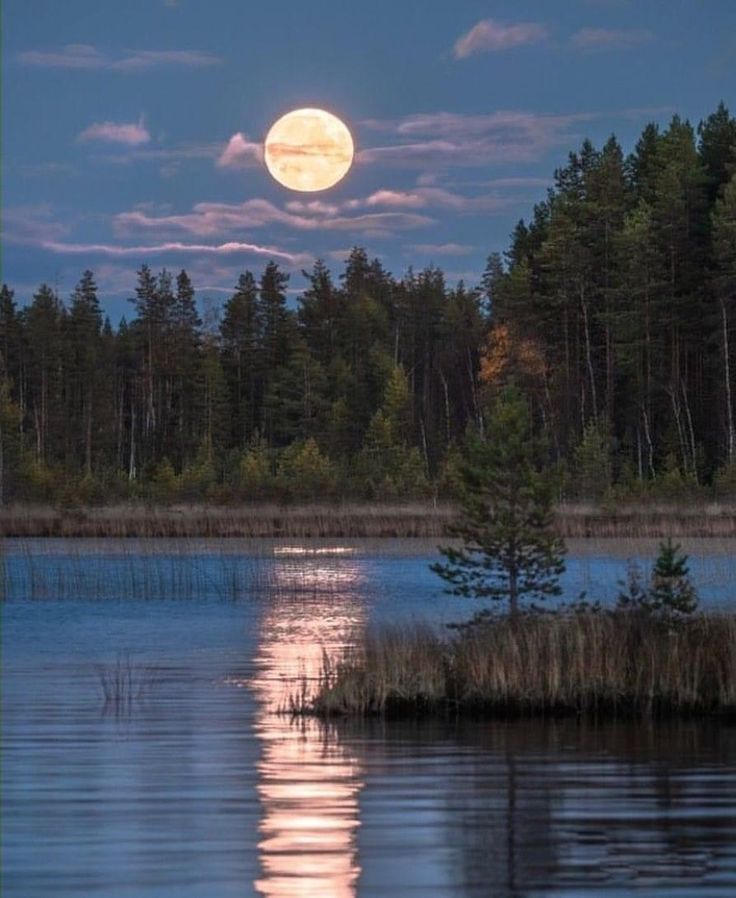 Nature On Earth tweet media