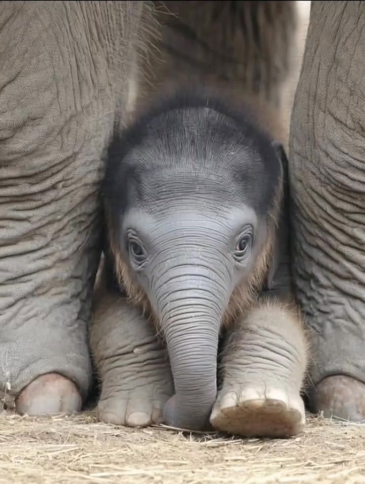 Animal tweet media