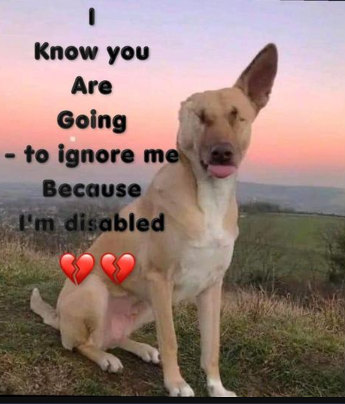 Beyond The Leash tweet media