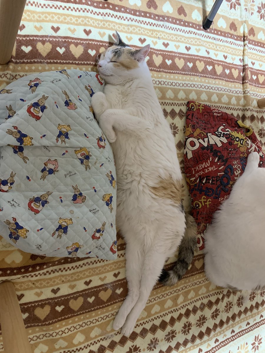 猫じゃらし (@nekosama_18) / Posts / X