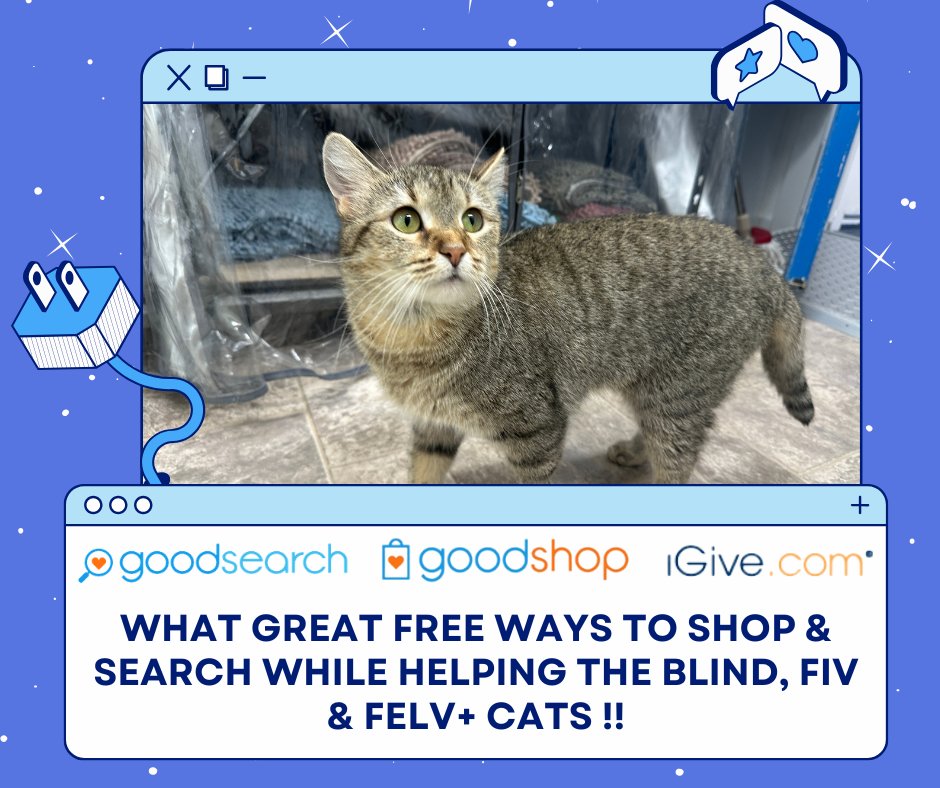 Blind Cat Rescue tweet media