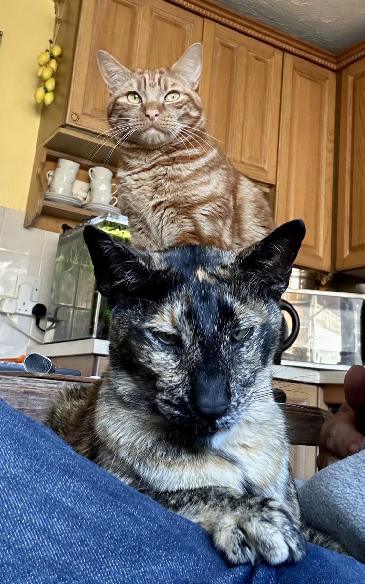 D.V. Catt tweet media