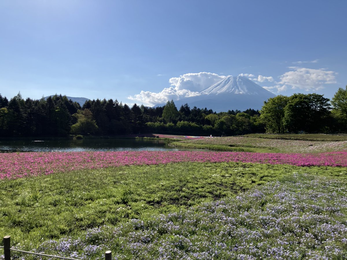 minobusanRW's tweet photo. おはようございます‼️
本日の芝桜まつり会場の晴れとなっています🌞
富士山も見えていますので是非皆様のご来場ください🗻
また身延山ロープウェイも通常営業しております‼️
皆様のご来場を心よりお待ちしております🤗
#身延山ロープウェイ
#富士芝桜まつり
#amazingview
#japantrip https://t.co/liLl90cfQk