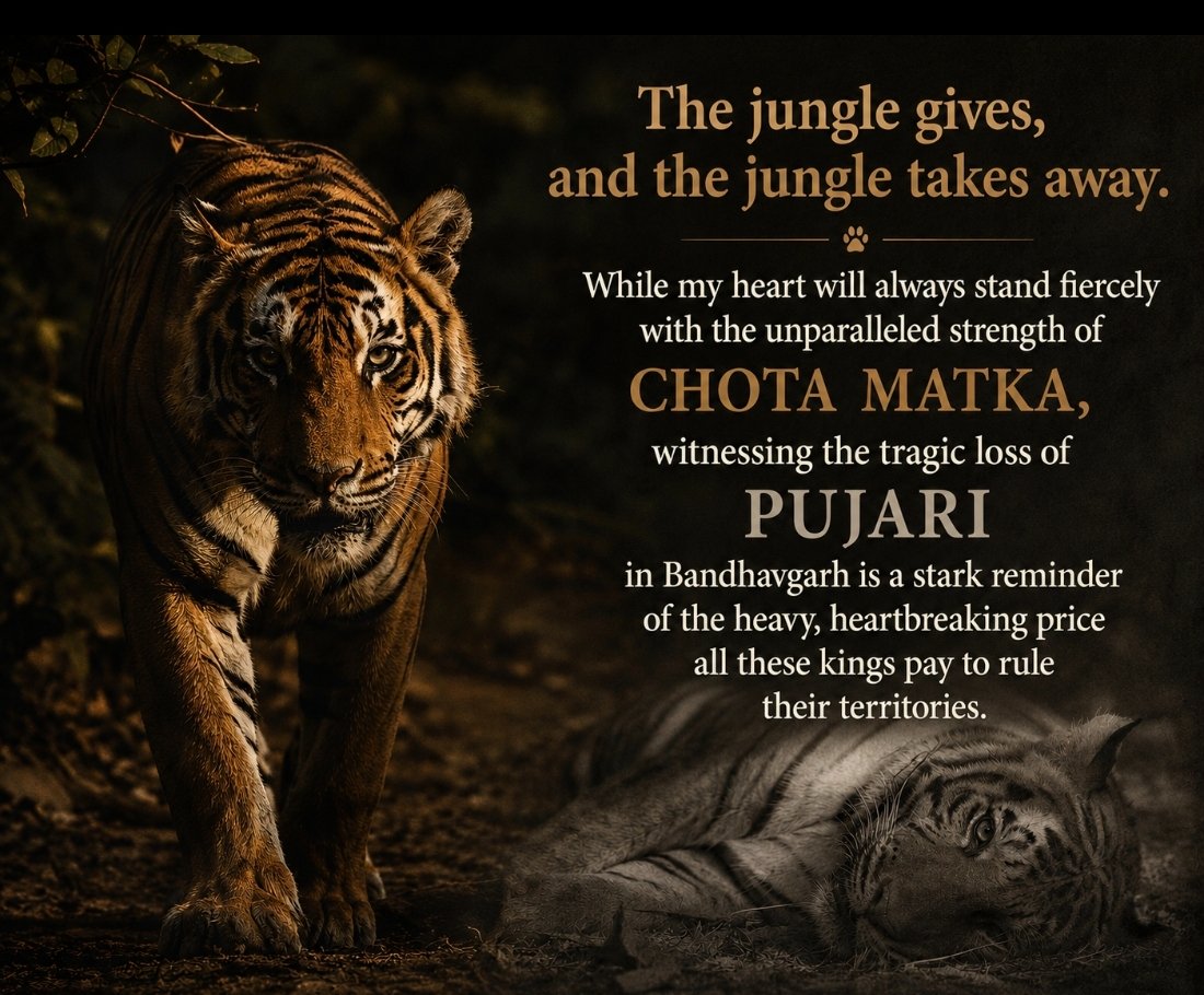 WaughSR's tweet photo. To fully grasp the unyielding power of a living king, one must also acknowledge the stark destiny of a beloved fallen one. Rest in peace, Pujari. Nature is as fragile as it is fierce. https://t.co/hF5kuHezDK