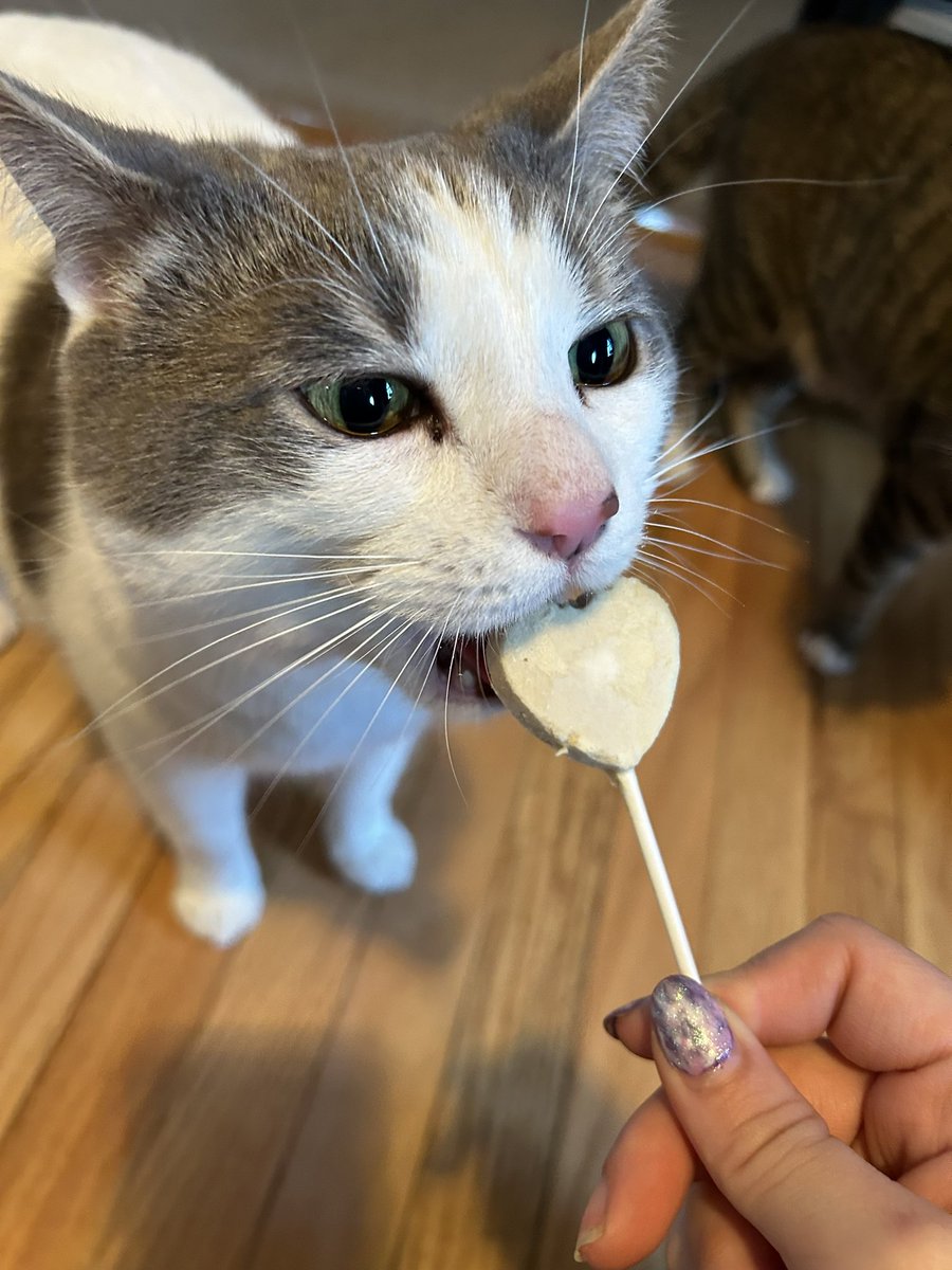 ShaniasVersion's tweet photo. Both of my sweet lil baby boy angels celebrated their birthdays this month 💙 happy birth month maple and kiwi! https://t.co/wTMCDsEjGQ